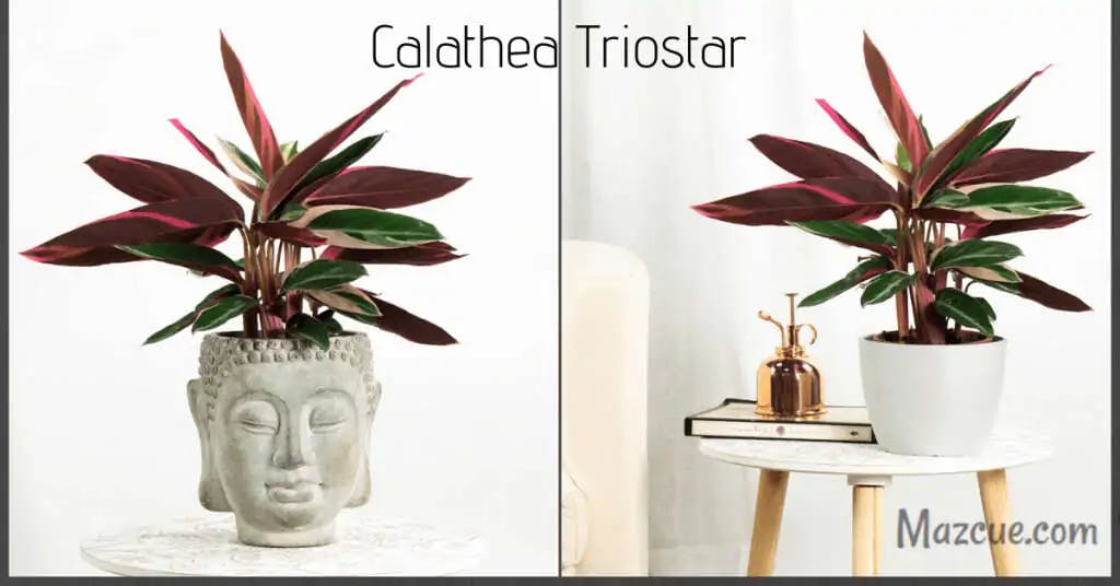 Arreglo planta Calathea Triostar