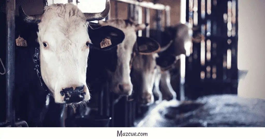 Ser vegetariano no es una moda - Matanza de Vacas